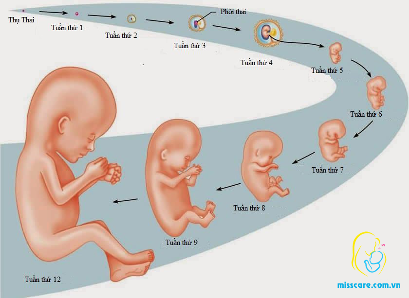 Cân nặng chuẩn của Thai Nhi theo tuần