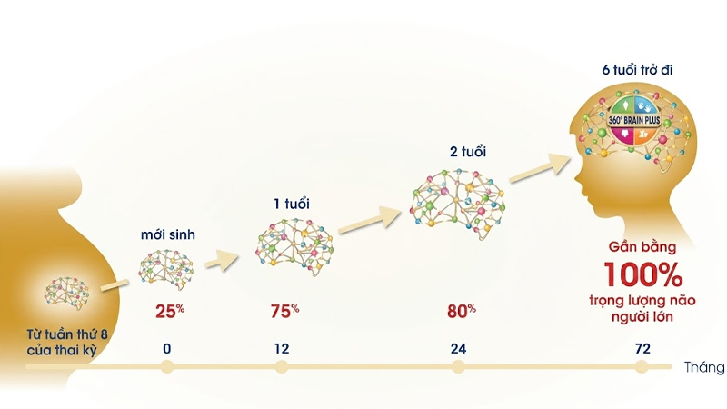 sơ đồ phát triển não bộ trẻ 0-6 tuổi